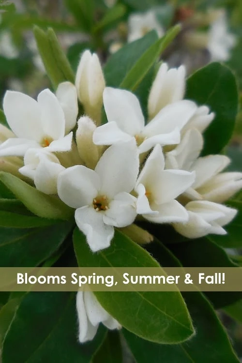 Jim's Pride White Summer Daphne - Daphne X Transatlantica - 1 Gallon Pot 3 Jim's Pride White Summer Daphne - Daphne X Transatlantica - 1 Gallon Pot