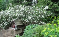 Jim's Pride White Summer Daphne - Daphne X Transatlantica - 2 Gallon Pot 11 Jim's Pride White Summer Daphne - Daphne X Transatlantica - 2 Gallon Pot -Wilson Bros Gardens daphne jims pride 3