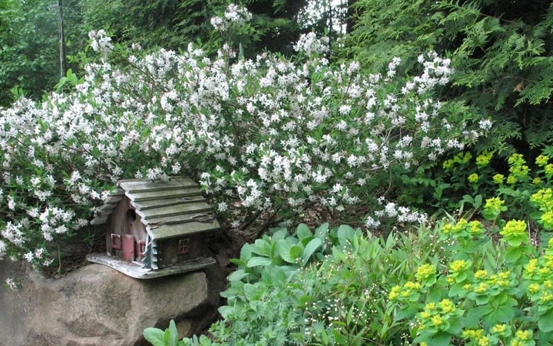 Jim's Pride White Summer Daphne - Daphne X Transatlantica - 2 Gallon Pot 6 Jim's Pride White Summer Daphne - Daphne X Transatlantica - 2 Gallon Pot - Image 4