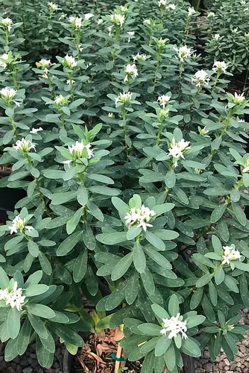 Jim's Pride White Summer Daphne - Daphne X Transatlantica - 2 Gallon Pot 8 Jim's Pride White Summer Daphne - Daphne X Transatlantica - 2 Gallon Pot - Image 6