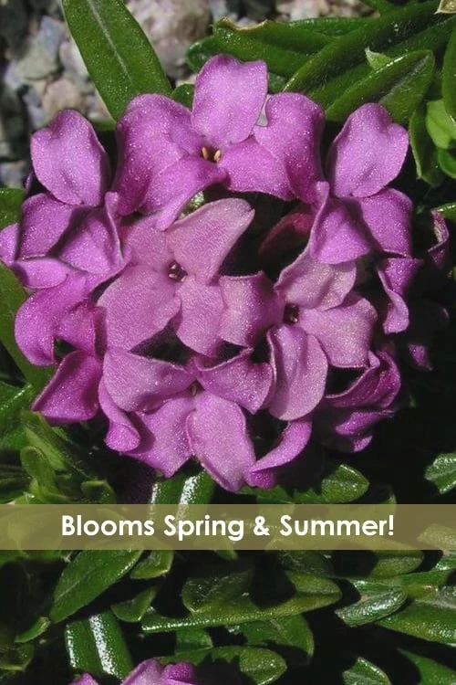 Lawrence Crocker Dwarf Daphne - 2 Gallon Pot 3 Lawrence Crocker Dwarf Daphne - 2 Gallon Pot