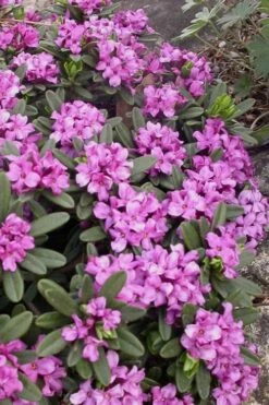 Lawrence Crocker Dwarf Daphne - 2 Gallon Pot 10 Lawrence Crocker Dwarf Daphne - 2 Gallon Pot -Wilson Bros Gardens daphne lawrence crocker 3