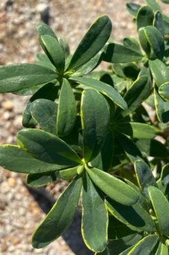 Splash Variegated Summer Daphne - 1 Gallon Pot 11 Splash Variegated Summer Daphne - 1 Gallon Pot -Wilson Bros Gardens daphne splash summer daphne 1