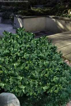 Splash Variegated Summer Daphne - 1 Gallon Pot 12 Splash Variegated Summer Daphne - 1 Gallon Pot -Wilson Bros Gardens daphne splash variegated summer daphne 6