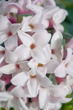 Splash Variegated Summer Daphne - 1 Gallon Pot 13 Splash Variegated Summer Daphne - 1 Gallon Pot -Wilson Bros Gardens daphne splash variegated summer daphne 7