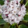 Splash Variegated Summer Daphne - 1 Gallon Pot -Wilson Bros Gardens daphne splash variegated summer daphne 8
