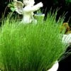 Dwarf Horsetail Reed Grass (Equisetum Scirpoides) - 1 Gallon Pot 1 Dwarf Horsetail Reed Grass (Equisetum Scirpoides) - 1 Gallon Pot -Wilson Bros Gardens equisetum scirpoides dwarf horsertail grass 1