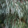 Angus Cold Hardy Eucalyptus Tree (Eucalyptus Nicholii) - 6 Pack Of 1 Gallon Pots 1 Angus Cold Hardy Eucalyptus Tree (Eucalyptus Nicholii) - 6 Pack Of 1 Gallon Pots -Wilson Bros Gardens eucalyoptus nicholii angus 1 5