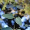Grace Cold Hardy Eucalyptus Tree (Eucalyptus Elliptica) - 2 Gallon Pot 2 Grace Cold Hardy Eucalyptus Tree (Eucalyptus Elliptica) - 2 Gallon Pot -Wilson Bros Gardens eucalyptus elliptica grace 1 2