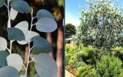 Mappa Tassie Cold Hardy Eucalyptus Tree (Eucalyptus Pauciflora) - Quart Pot 12 Mappa Tassie Cold Hardy Eucalyptus Tree (Eucalyptus Pauciflora) - Quart Pot -Wilson Bros Gardens eucalyptus mappa tassie combo 1