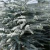 Bluey Cold Hardy Eucalyptus Tree (Eucalyptus Pulverulenta) - 2 Gallon Pot -Wilson Bros Gardens eucalyptus pulverulenta bluey 1 2