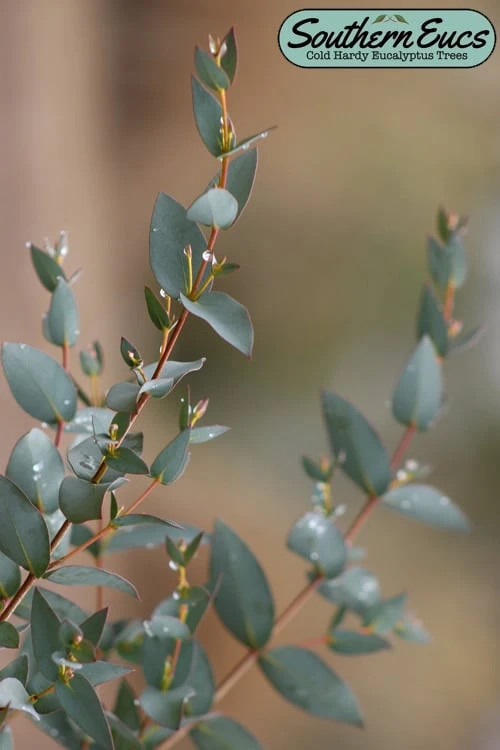 Sheila Cold Hardy Eucalyptus Tree (Eucalyptus Stellulata) - Quart Pot 3 Sheila Cold Hardy Eucalyptus Tree (Eucalyptus Stellulata) - Quart Pot