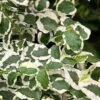 Variegated Creeping Fig - Ficus Pumila 'Variegata' - 6 Pack Of Pint Pots 1 Variegated Creeping Fig - Ficus Pumila 'Variegata' - 6 Pack Of Pint Pots -Wilson Bros Gardens ficus pumila variegata creeping fig 103
