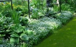 Sweet Woodruff (Galium Odoratum) - 6 Pack Of Pint Pots 13 Sweet Woodruff (Galium Odoratum) - 6 Pack Of Pint Pots -Wilson Bros Gardens galium odoratum sweet woodruff 6