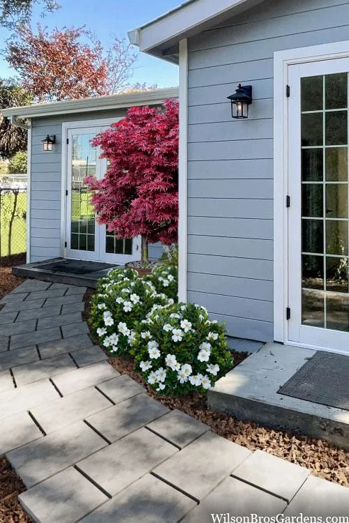 Snow Globe Gardenia - 1 Gallon Pot 6 Snow Globe Gardenia - 1 Gallon Pot - Image 4