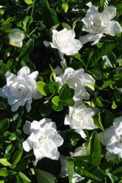 Snow Puff Hardy Gardenia - 3 Gallon Pot 9 Snow Puff Hardy Gardenia - 3 Gallon Pot -Wilson Bros Gardens gardenia jasminoides snow puff 2 1