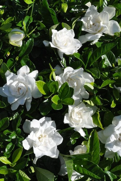 Snow Puff Hardy Gardenia - 1 Gallon Pot 6 Snow Puff Hardy Gardenia - 1 Gallon Pot - Image 4