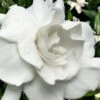 Snow Puff Hardy Gardenia - 1 Gallon Pot 1 Snow Puff Hardy Gardenia - 1 Gallon Pot -Wilson Bros Gardens gardenia jasminoides snow puff 4 2