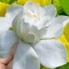 Gold Doubloon Gardenia - 6 Pack Of 1 Gallon Pots 2 Gold Doubloon Gardenia - 6 Pack Of 1 Gallon Pots -Wilson Bros Gardens gardenia ogon no hana gold doubloon 10 2