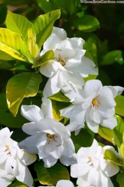 Gold Doubloon Gardenia - 3 Gallon Pot -Wilson Bros Gardens gardenia ogon no hana gold doubloon 3