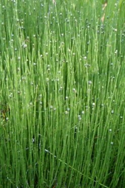 Dwarf Horsetail Reed Grass (Equisetum Scirpoides) - 1 Gallon Pot -Wilson Bros Gardens grass dwarf horse tail 4 500x750 1