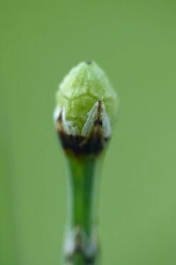 Dwarf Horsetail Reed Grass (Equisetum Scirpoides) - 1 Gallon Pot -Wilson Bros Gardens grass dwarf horse tail 500x750 1