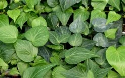 Teardrop Ivy (Hedera Helix) - 5 Pack Of Pint Pots -Wilson Bros Gardens hedera helix teardrop ivy 100