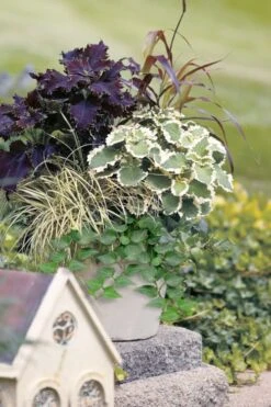 Teardrop Ivy (Hedera Helix) - 5 Pack Of Pint Pots -Wilson Bros Gardens hedera helix teardrop ivy 101