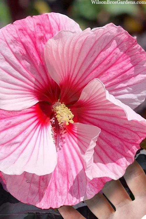 Starry Night Hardy Hibiscus (Rose Mallow) - 1 Gallon Pot 3 Starry Night Hardy Hibiscus (Rose Mallow) - 1 Gallon Pot