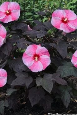 Starry Night Hardy Hibiscus (Rose Mallow) - 1 Gallon Pot 10 Starry Night Hardy Hibiscus (Rose Mallow) - 1 Gallon Pot -Wilson Bros Gardens hibiscus starry night rose mallow 4