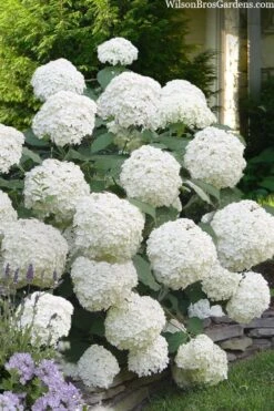 Incrediball Smooth Hydrangea - 3 Gallon Pot -Wilson Bros Gardens hydrangea arborescens incrediball 16