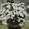 Fairytrail Bride Cascade Hydrangea - 1 Gallon Pot 1 Fairytrail Bride Cascade Hydrangea - 1 Gallon Pot -Wilson Bros Gardens hydrangea fairytrail bride 11