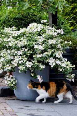 Fairytrail Bride Cascade Hydrangea - 1 Gallon Pot -Wilson Bros Gardens hydrangea fairytrail bride 7