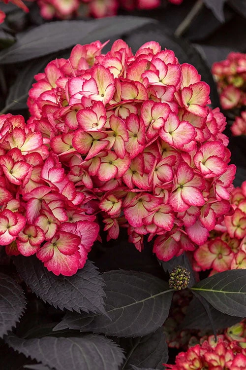 Eclipse Bigleaf Hydrangea - 3 Gallon Pot 3 Eclipse Bigleaf Hydrangea - 3 Gallon Pot