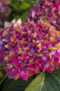 Pistachio Hydrangea - 5 Gallon Pot 15 Pistachio Hydrangea - 5 Gallon Pot -Wilson Bros Gardens hydrangea macrophylla pistachio 2