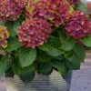 Pistachio Hydrangea - 5 Gallon Pot -Wilson Bros Gardens hydrangea macrophylla pistachio 4