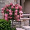 Fire Light Hydrangea - Single Trunk Topiary Tree - 5 Gallon Pot 1 Fire Light Hydrangea - Single Trunk Topiary Tree - 5 Gallon Pot -Wilson Bros Gardens hydrangea paniculata fire light tree form standard 2