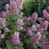 Gatsby Pink Oakleaf Hydrangea - 3 Gallon Pot -Wilson Bros Gardens hydrangea quercifolia gatsby pink 17