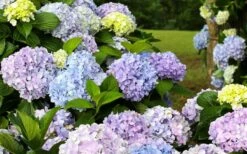 Dear Dolores Hydrangea - 1 Gallon Pot 12 Dear Dolores Hydrangea - 1 Gallon Pot -Wilson Bros Gardens hydrangea20dear20delores