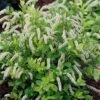Scentlandia Sweetspire (Itea Virginica) - 3 Gallon Pot