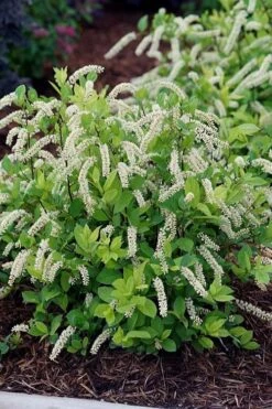 Featured Products 21 Scentlandia Sweetspire (Itea Virginica) - 3 Gallon Pot