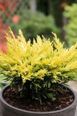 Limeglow Golden Andorra Compact Juniper - 3 Gallon Pot 12 Limeglow Golden Andorra Compact Juniper - 3 Gallon Pot -Wilson Bros Gardens juniper horizontalis lime glow 23