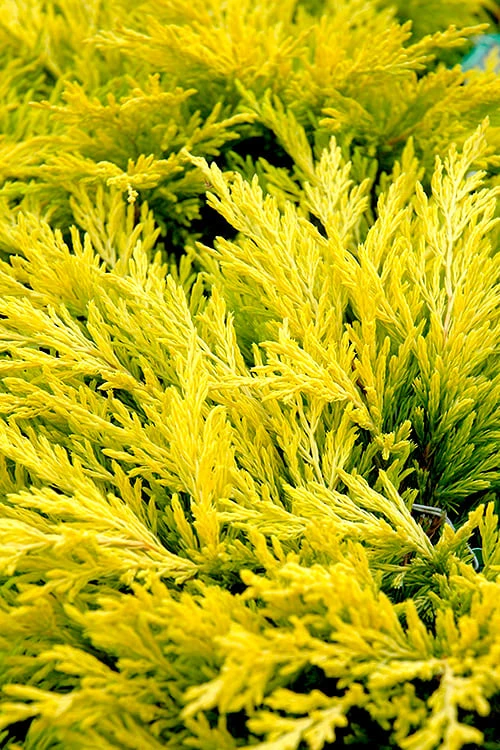 Limeglow Golden Andorra Compact Juniper - 3 Gallon Pot 3 Limeglow Golden Andorra Compact Juniper - 3 Gallon Pot