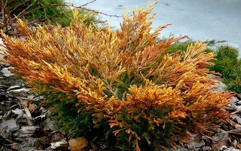 Limeglow Golden Andorra Compact Juniper - 3 Gallon Pot 8 Limeglow Golden Andorra Compact Juniper - 3 Gallon Pot - Image 6