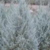 Moonglow Pyramidal Blue Juniper - 7 Gallon Pot (3-4') 1 Moonglow Pyramidal Blue Juniper - 7 Gallon Pot (3-4') -Wilson Bros Gardens juniper moonglow 2