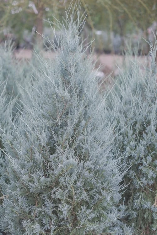 Moonglow Pyramidal Blue Juniper - 7 Gallon Pot (3-4') 3 Moonglow Pyramidal Blue Juniper - 7 Gallon Pot (3-4')