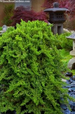 Staked Green Mound Japanese Garden Juniper - 5 Gallon Pot 12 Staked Green Mound Japanese Garden Juniper - 5 Gallon Pot -Wilson Bros Gardens juniperus procumbens nana green mound japanese garden juniper staked topiary 1