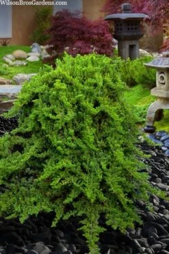 Staked Green Mound Japanese Garden Juniper - 5 Gallon Pot 11 Staked Green Mound Japanese Garden Juniper - 5 Gallon Pot -Wilson Bros Gardens juniperus procumbens nana green mound japanese garden juniper staked topiary 5