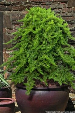 Wilson Bros Gardens 17 Staked Green Mound Japanese Garden Juniper - 5 Gallon Pot