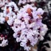 Ebony Glow Crape Myrtle - 3 Gallon Pot 2 Ebony Glow Crape Myrtle - 3 Gallon Pot -Wilson Bros Gardens lagerstroemia ebony glow crape myrtle 1